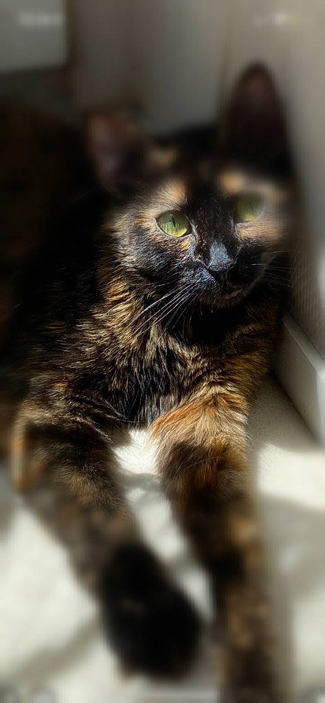 Luna participe au concours pour gagner de l'argent avec cette photo : carnivore, cat, claw, domestic_short_haired_cat, felidae, fur, paw, small_to_medium_sized_cats, tail, terrestrial_animal, whiskers, wildlife, window