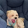 Nala is registered to the contest to win money with this photo: dog, small_dog, fluffy, yawning, blue_harness, chair, cushion, indoor, window, blinds, pet, canine, relaxed, tongue_out, fur, seated, comfortable, home, animal, cute