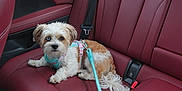 Nala is registered to the contest to win money with this photo: dog, small_dog, heterochromia, blue_eye, brown_eye, leash, harness, car_interior, red_leather_seat, pet, animal, cute, curious, sitting, indoor, transportation, fur, tail, seatbelt, resting