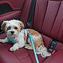 dog, small_dog, heterochromia, blue_eye, brown_eye, leash, harness, car_interior, red_leather_seat, pet, animal, cute, curious, sitting, indoor, transportation, fur, tail, seatbelt, resting