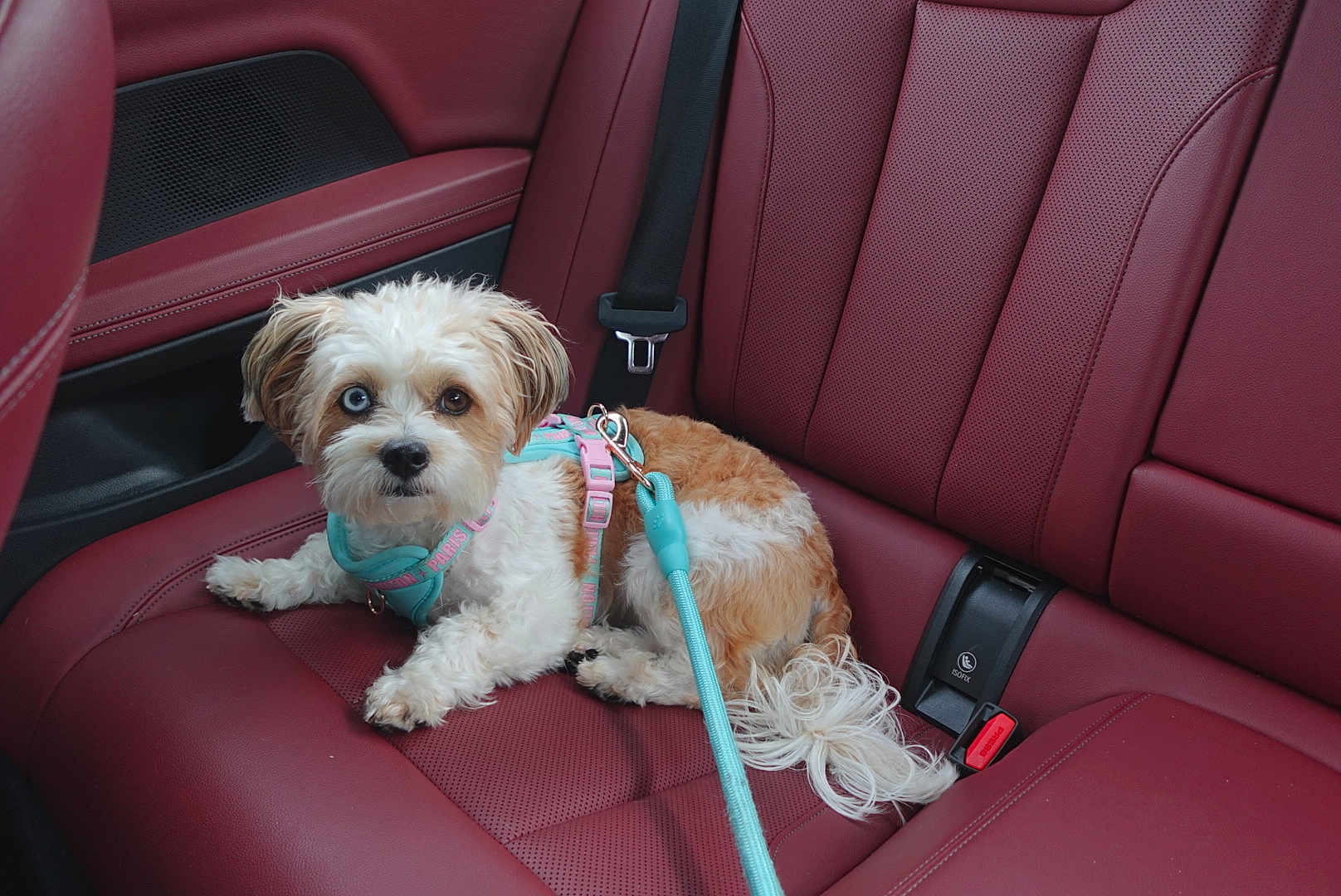 Nala is registered to the contest to win money with this photo: dog, small_dog, heterochromia, blue_eye, brown_eye, leash, harness, car_interior, red_leather_seat, pet, animal, cute, curious, sitting, indoor, transportation, fur, tail, seatbelt, resting