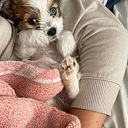Nala joined the competition — help win amazing prizes! puppy, dog, blue_eye, heterochromia, towel, blanket, person, arm, cozy, cute, fur, small_dog, snuggle, indoor, pet, close_up, sleepy, resting, pink, beige