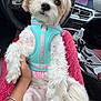 Nala joined the competition — help win amazing prizes! dog, white_dog, heterochromia, turquoise_harness, car_interior, steering_wheel, dashboard, person_hand, lap, seat, water_bottle, gear_shift, relaxed, cute, pet, fluffy, sitting, curious, road_trip, window