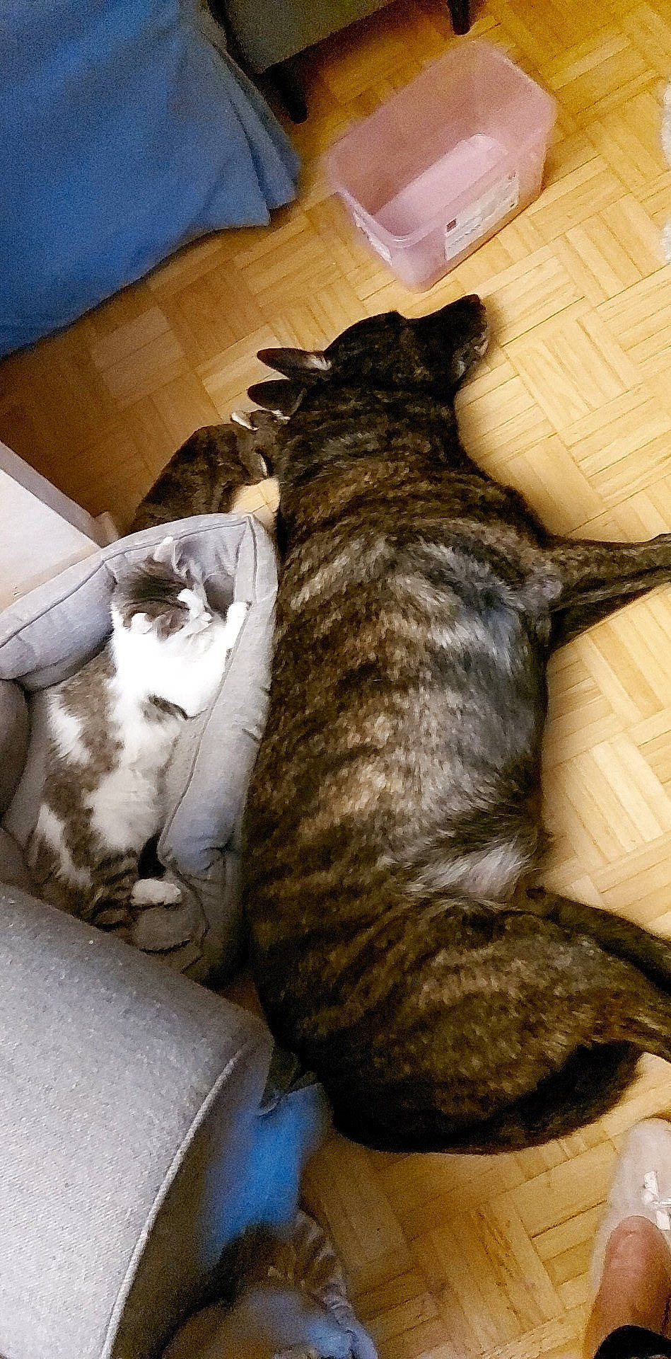 Simba a rejoint le concours — aidez-le/la à gagner de superbes lots ! carnivore, cat, claw, comfort, dog_breed, domestic_short_haired_cat, felidae, flooring, fur, hardwood, mammal, nap, paw, small_to_medium_sized_cats, snout, tail, tree, vertebrate, whiskers, wood