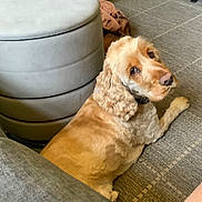 Milo joined the competition — help win amazing prizes! dog, golden_retriever, curly_fur, carpet, floor, ottoman, bag, indoor, pet, animal, looking_back, furniture, cozy, home, canine, laying_down, brown, beige, curious, domestic