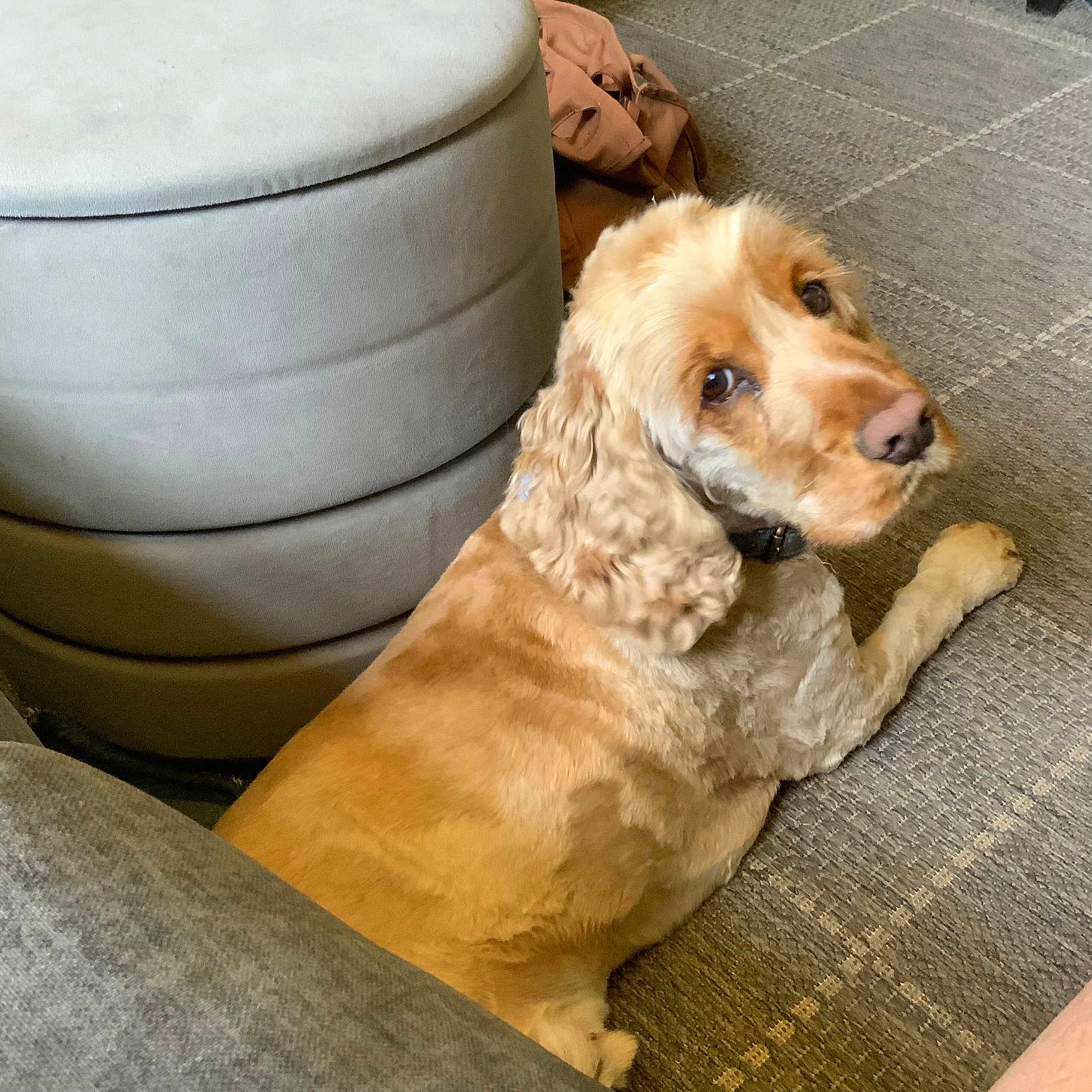 Milo joined the competition — help win amazing prizes! animal, bag, beige, brown, canine, carpet, cozy, curious, curly_fur, dog, domestic, floor, furniture, golden_retriever, home, indoor, laying_down, looking_back, ottoman, pet