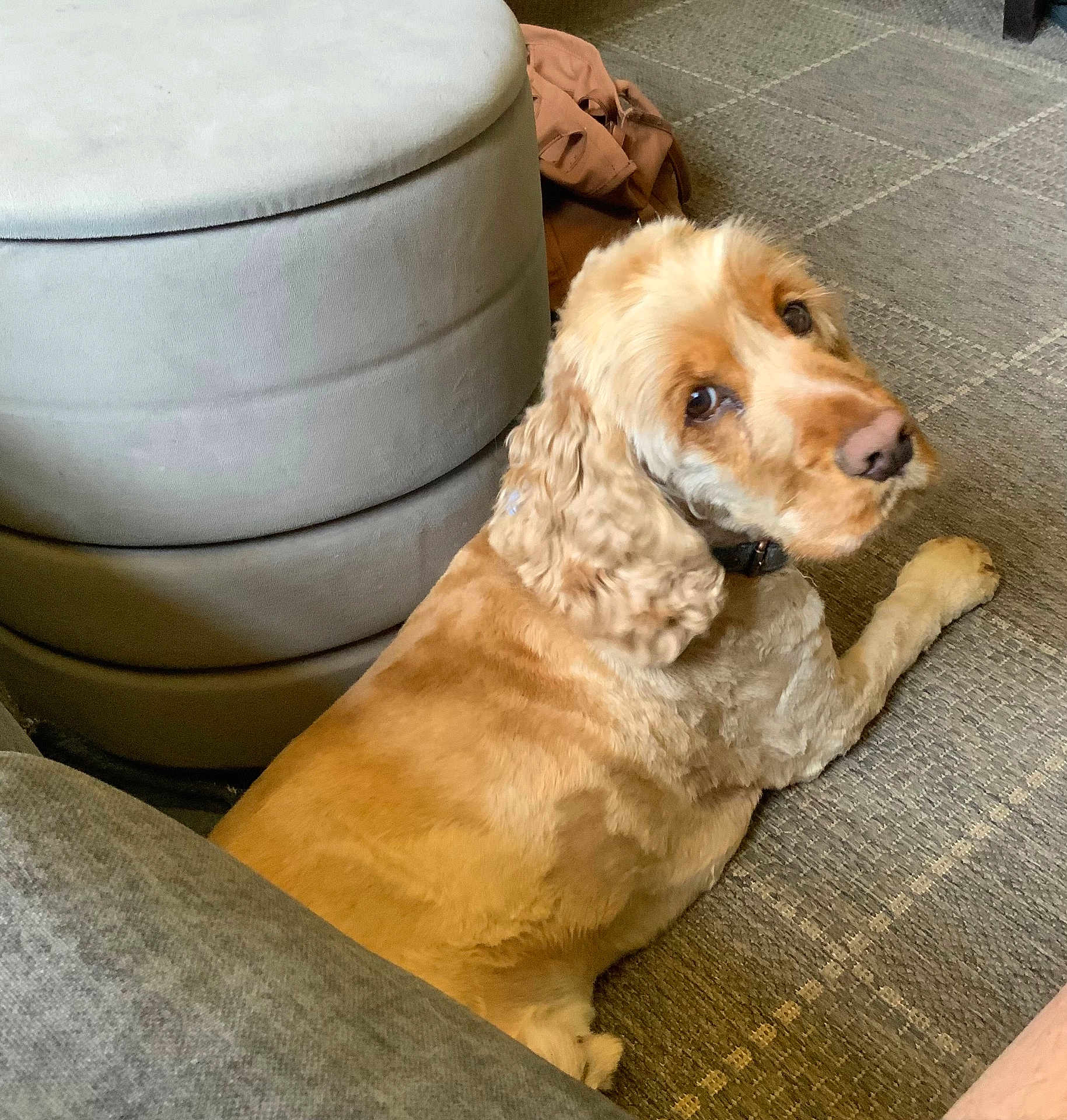 Milo joined the competition — help win amazing prizes! dog, golden_retriever, curly_fur, carpet, floor, ottoman, bag, indoor, pet, animal, looking_back, furniture, cozy, home, canine, laying_down, brown, beige, curious, domestic