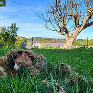 Cassiopée a rejoint le concours — aidez-le/la à gagner de superbes lots ! cat, grass, garden, tree, blue_sky, outdoor, nature, greenery, flower, sunlight, animal, pet, camouflage, field, rural, leaf, shrub, trunk, daytime, quiet