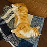 Cassiopée a rejoint le concours — aidez-le/la à gagner de superbes lots ! cat, orange_cat, sleeping, blanket, couch, indoor, pet, cozy, relaxation, fur, whiskers, resting, comfortable, home, furniture, animal, cute, domestic_cat, nap, soft