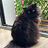 cat, black_cat, fluffy, yellow_eyes, pet, indoor, wooden_floor, door, glass_door, plant, greenery, flowers, pink_flowers, curious, feline, animal, domestic, sitting, portrait, closeup