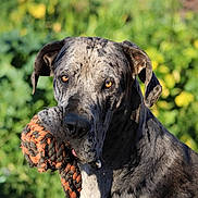 Donkey is registered to the contest to win money with this photo: dog, great_dane, pet, animal, rope_toy, playful, outdoor, greenery, sunlight, portrait, canine, ears, fur, eyes, muzzle, nature, summer, closeup, background, toy