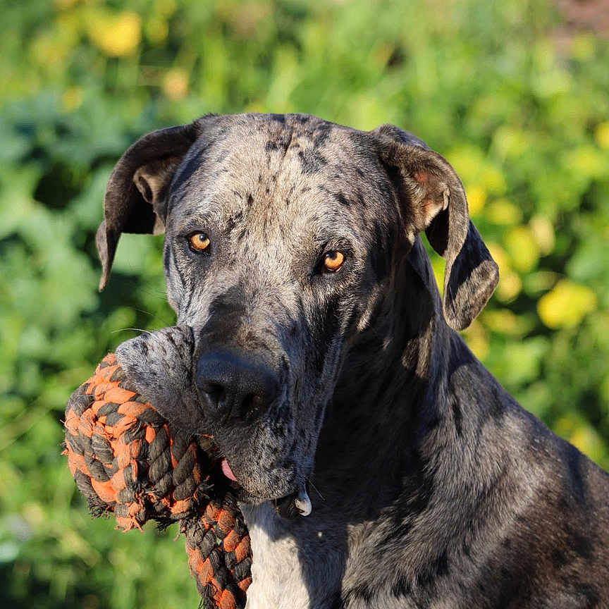 Donkey is registered to the contest to win money with this photo: animal, background, canine, closeup, dog, ears, eyes, fur, great_dane, greenery, muzzle, nature, outdoor, pet, playful, portrait, rope_toy, summer, sunlight, toy