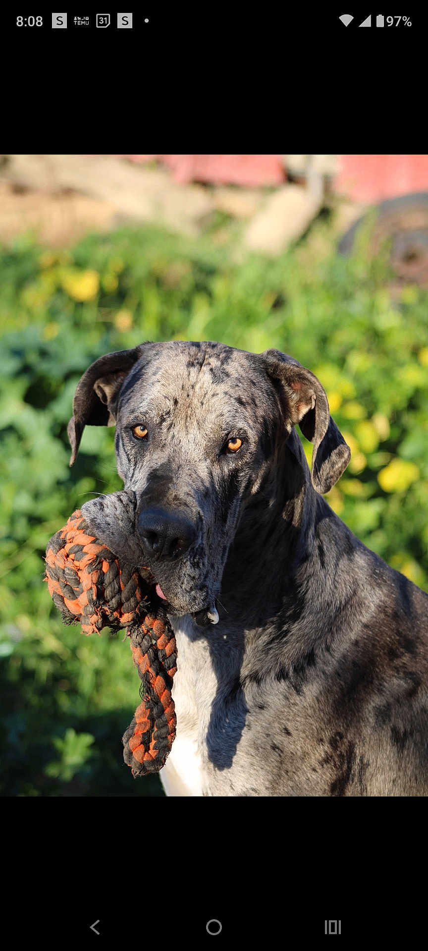 Donkey is registered to the contest to win money with this photo: dog, great_dane, pet, animal, rope_toy, playful, outdoor, greenery, sunlight, portrait, canine, ears, fur, eyes, muzzle, nature, summer, closeup, background, toy