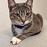cat, tabby_cat, gray_cat, yellow_eyes, blue_collar, bell, painted_nails, white_paw, lounging, indoor, pet, feline, closeup, portrait, cute, domestic_animal, relaxed, texture, plain_background, colorful_nails