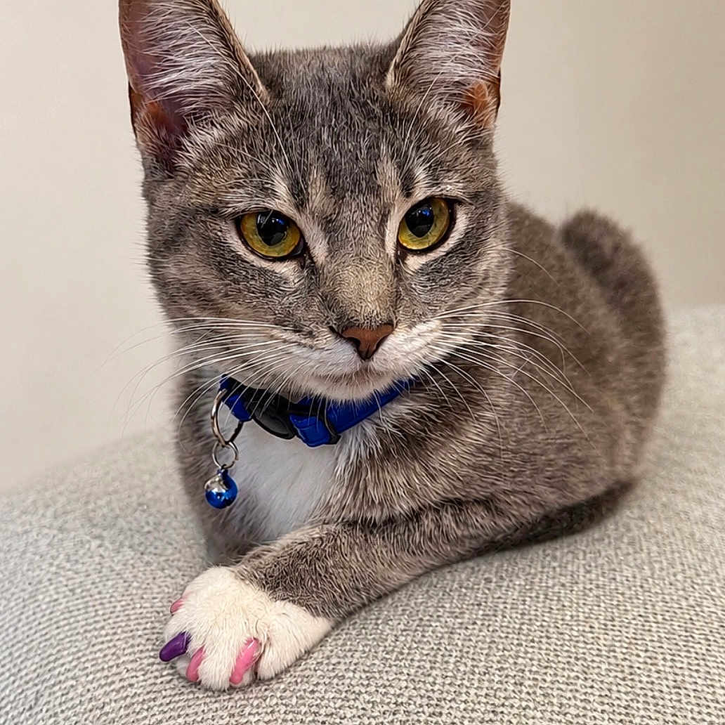 Sally Mae is registered to the contest to win money with this photo: cat, tabby_cat, gray_cat, yellow_eyes, blue_collar, bell, painted_nails, white_paw, lounging, indoor, pet, feline, closeup, portrait, cute, domestic_animal, relaxed, texture, plain_background, colorful_nails
