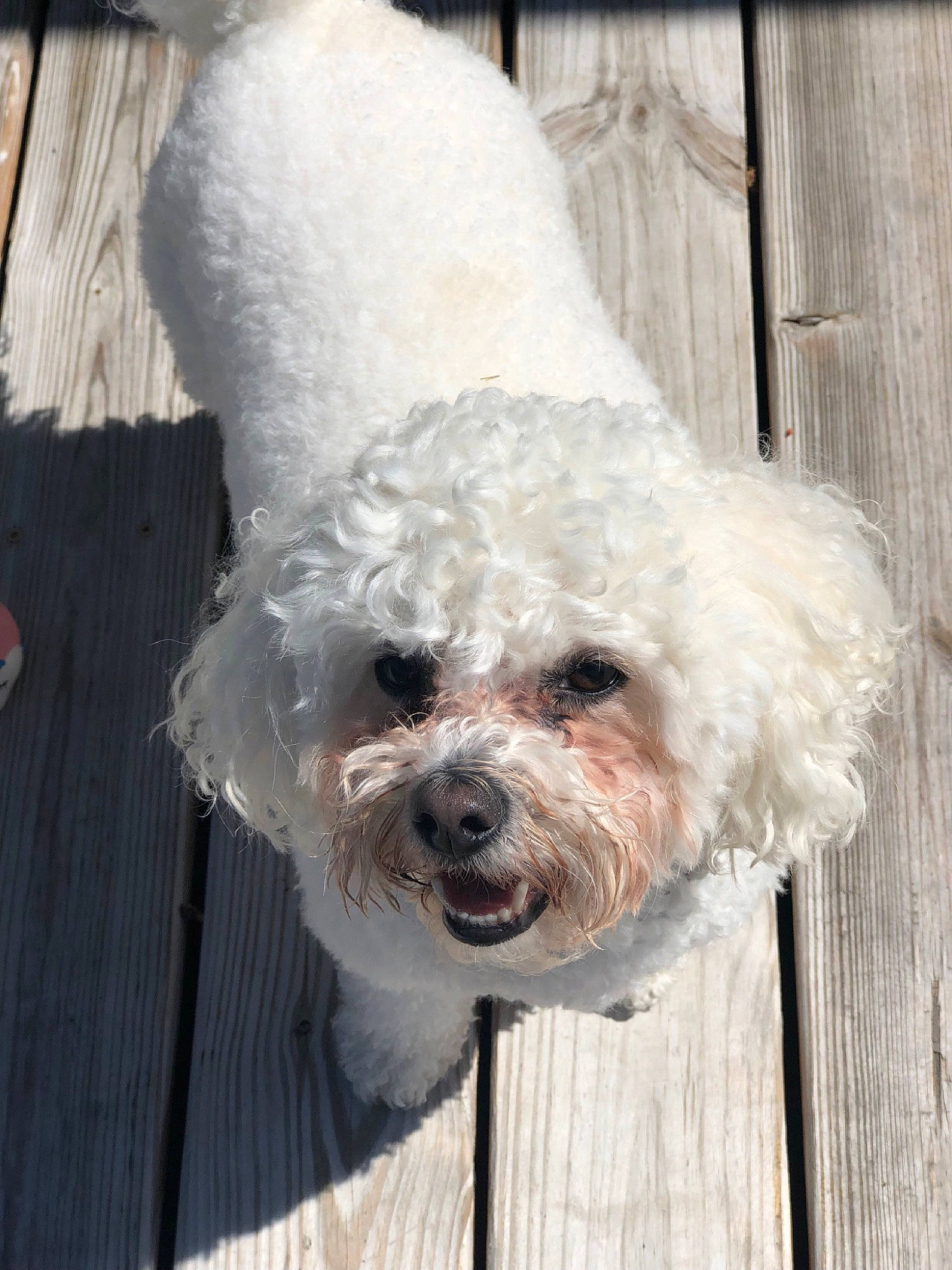 Leo is registered to the contest to win money with this photo: bichon, bichon_frise, bolognese, canidae, carnivore, companion_dog, dog, dog_breed, havanese, maltepoo, maltese, mammal, miniature_poodle, non_sporting_group, poodle, poodle_crossbreed, snout, terrier, toy_dog, toy_poodle