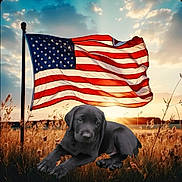 Ranger is registered to the contest to win money with this photo: puppy, black_dog, american_flag, flagpole, field, sunset, grass, sky, clouds, nature, outdoor, animal, patriotic, canine, young_dog, peaceful, scenic, landscape, fluffy, adorable