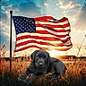 puppy, black_dog, american_flag, flagpole, field, sunset, grass, sky, clouds, nature, outdoor, animal, patriotic, canine, young_dog, peaceful, scenic, landscape, fluffy, adorable