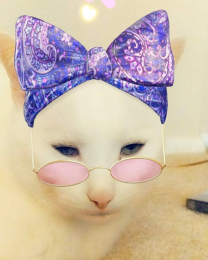 God joined the competition — help win amazing prizes! cat, ear, face, hair_accessory, headgear, headwear, person, purple, small_to_medium_sized_cats