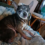 Coco joined the competition — help win amazing prizes! animal, bed, bedroom, blanket, bulldog, canine, chihuahua, couch, dog, furniture, homedecor, hound, husky, indoors, interiordesign, linen, pet, puppy, room, wood