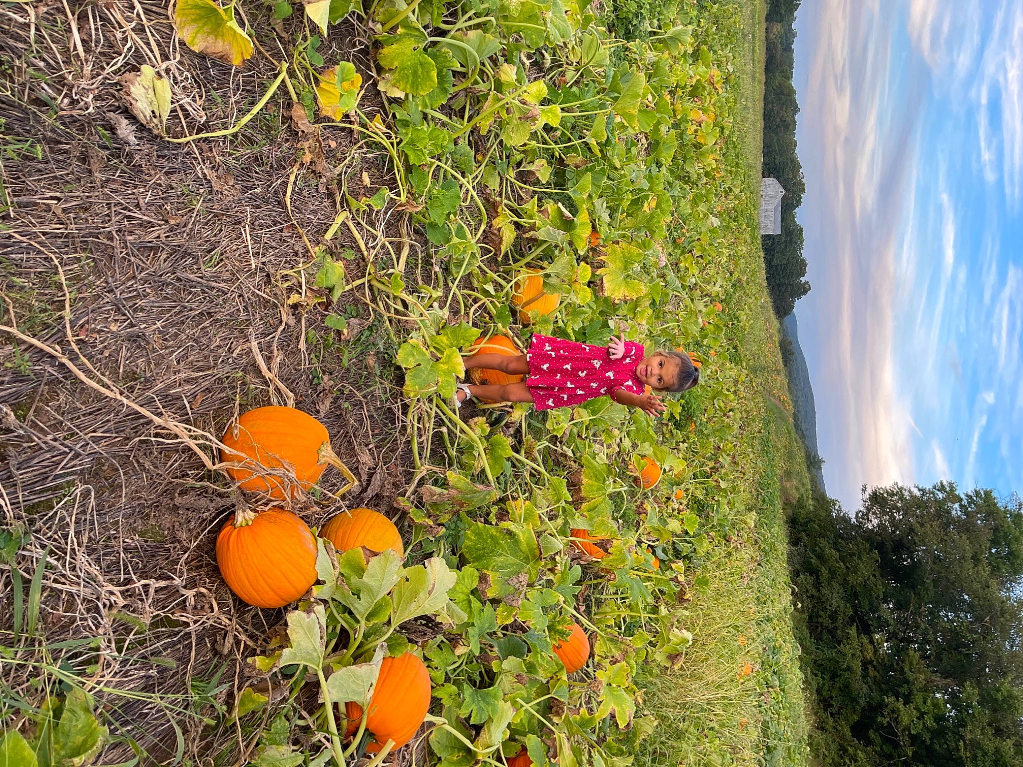 Laya joined the competition — help win amazing prizes! bitter_orange, citrus, clementine, cloud, cucurbita, flower, food, fruit, grapefruit, green, mandarin_orange, orange, person, plant, rangpur, sky, surprise, tangerine, valencia_orange, vegetation