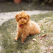 Zadig a rejoint le concours — aidez-le/la à gagner de superbes lots ! dog, puppy, curly_fur, red_tassel, grass, outdoor, garden, path, pet, small_dog, furry, brown_dog, cute, animal, sitting, nature, fluffy, portrait, domestic_animal, canine