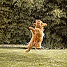 Zadig participe au concours pour gagner de l'argent avec cette photo : dog, jumping, grass, outdoor, animal, pet, fur, playful, nature, park, canine, active, motion, energetic, summer, sunlight, leap, happy, cute, adorable