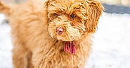 Zadig a rejoint le concours — aidez-le/la à gagner de superbes lots ! dog, brown_dog, curly_fur, pet, outdoor, white_stones, nature, tree_trunk, greenery, animal, cute, fluffy, portrait, looking_away, daylight, close_up, young_dog, canine, fur_texture, adorable