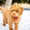 dog, brown_dog, curly_fur, pet, outdoor, white_stones, nature, tree_trunk, greenery, animal, cute, fluffy, portrait, looking_away, daylight, close_up, young_dog, canine, fur_texture, adorable