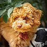 Zadig participe au concours pour gagner de l'argent avec cette photo : dog, puppy, curly_hair, fluffy, brown, leaf, greenery, outdoor, nature, soccer_ball, pet, animal, closeup, cute, young_dog, fur, portrait, garden, playful, adorable