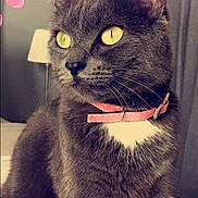 Bibicha a rejoint le concours — aidez-le/la à gagner de superbes lots ! asian, black_cat, carnivore, cat, chartreux, domestic_short_haired_cat, european_shorthair, felidae, korat, photo_caption, photography, polydactyl_cat, small_to_medium_sized_cats, snout, whiskers
