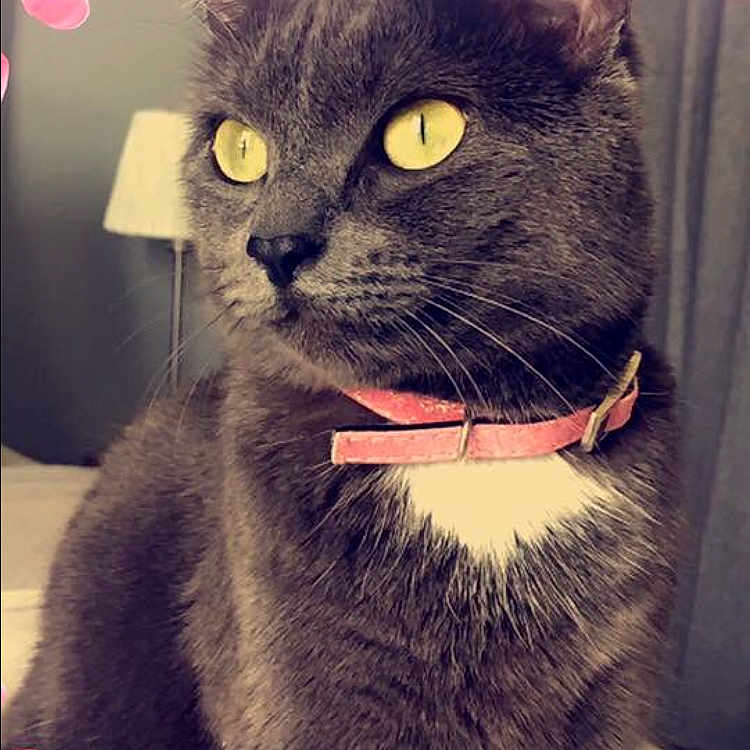 Bibicha