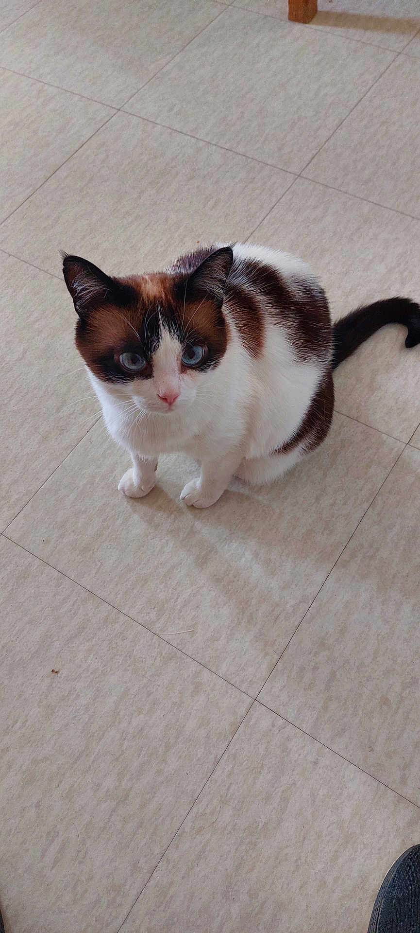 Bella participe au concours pour gagner de l'argent avec cette photo : cat, animal, pet, blue_eyes, fur, white, brown, sitting, floor, tile, indoor, looking_up, cute, whiskers, ears, tail, curious, domestic_animal, mammal, feline