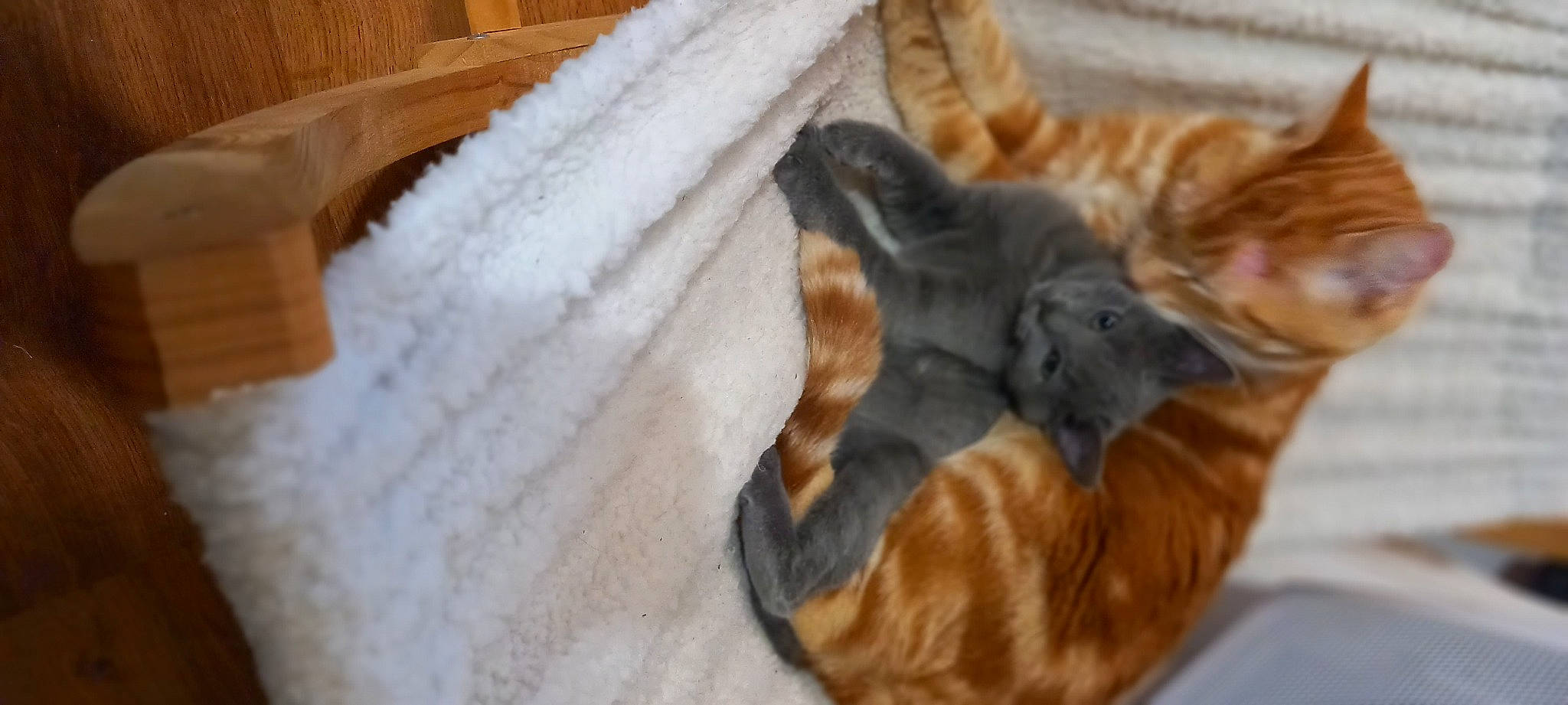 Garfield a rejoint le concours — aidez-le/la à gagner de superbes lots ! canidae, carnivore, cat, comfort, companion_dog, dog_breed, domestic_short_haired_cat, fawn, felidae, fur, hardwood, human_leg, leg, paw, small_to_medium_sized_cats, snout, sporting_group, tail, whiskers, wood