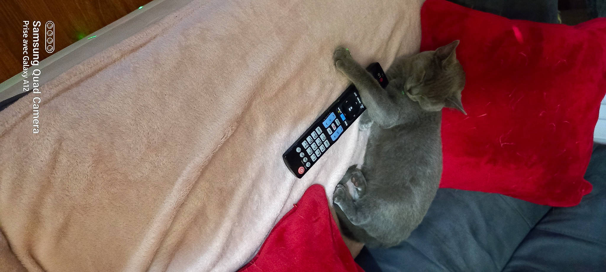 Joyy participe au concours pour gagner de l'argent avec cette photo : cable, carnivore, cat, comfort, communication_device, domestic_short_haired_cat, felidae, fur, gadget, grey, linens, sleeve, small_to_medium_sized_cats, tail, textile, whiskers, wrist