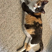 Sister is registered to the contest to win money with this photo: cat, calico, pet, animal, feline, fur, whiskers, ears, tail, carpet, indoor, relaxed, lying_down, cute, curious, domestic_animal, mammal, paws, looking_up, resting