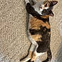 cat, calico, pet, animal, feline, fur, whiskers, ears, tail, carpet, indoor, relaxed, lying_down, cute, curious, domestic_animal, mammal, paws, looking_up, resting