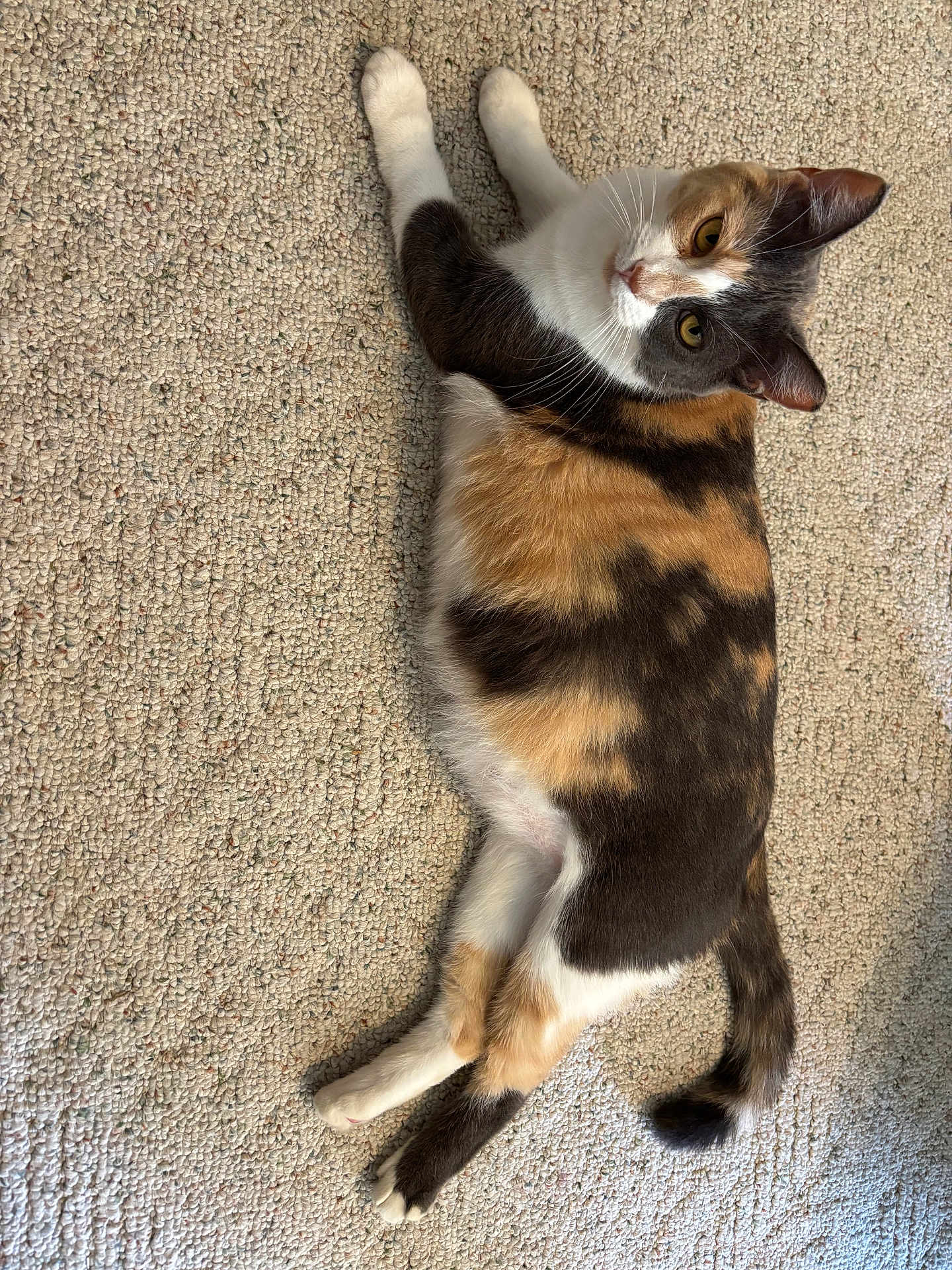 Sister is registered to the contest to win money with this photo: cat, calico, pet, animal, feline, fur, whiskers, ears, tail, carpet, indoor, relaxed, lying_down, cute, curious, domestic_animal, mammal, paws, looking_up, resting