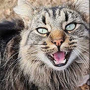 Fluffbutt joined the competition — help win amazing prizes! cat, tabby, close_up, green_eyes, whiskers, fur, mouth_open, teeth, pink_tongue, animal, outdoor, nature, pet, mammal, face, ears, nose, wildlife, eyes, feline