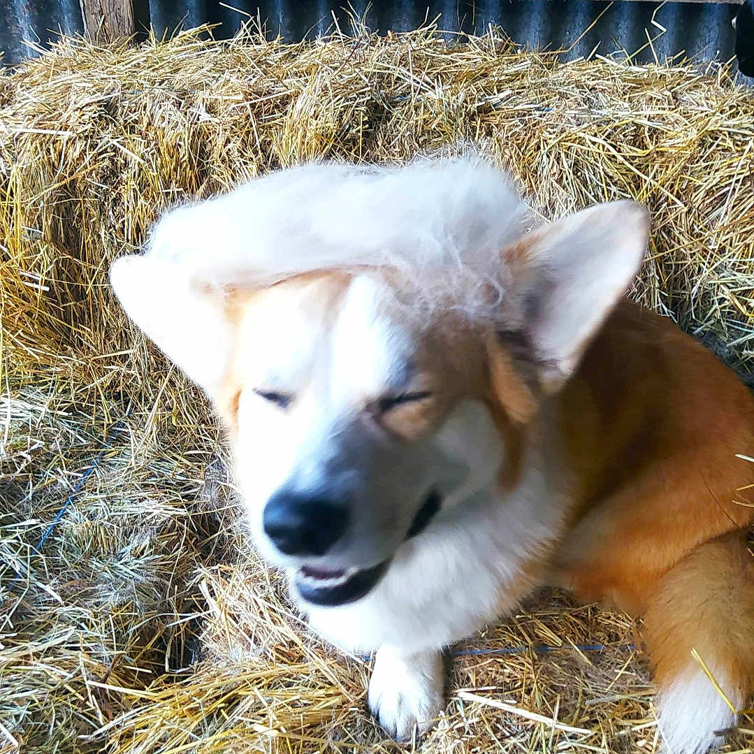 Lupi