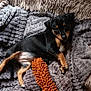 dog, puppy, black_and_tan, blanket, plush, toy, bed, cozy, lying_down, looking_at_camera, paws, ears, eyes, indoor, pet, mammal, fur, cute, resting, closeup