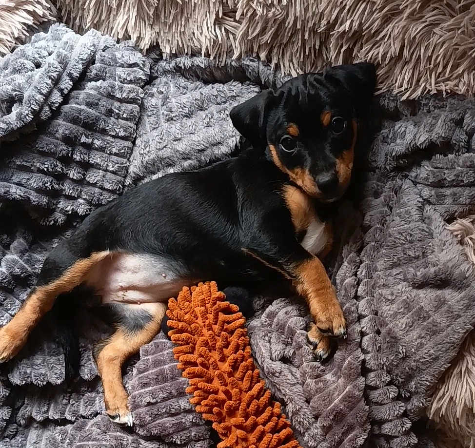Kira a rejoint le concours — aidez-le/la à gagner de superbes lots ! dog, puppy, black_and_tan, blanket, plush, toy, bed, cozy, lying_down, looking_at_camera, paws, ears, eyes, indoor, pet, mammal, fur, cute, resting, closeup