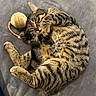 cat, cats, tabby, feline, kitten, sleeping, cuddling, curled_up, fur, striped_fur, whiskers, ears, paws, yarn, toy, blanket, cozy, indoors, pet, cute