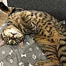 cat, tabby, pet, animal, feline, upside_down, lying_down, raised_paw, yellow_eyes, whiskers, striped_fur, spotted_fur, blanket, paw_prints, couch, indoors, cozy, relaxed, funny_pose, close_up