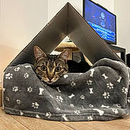 Gustave a rejoint le concours — aidez-le/la à gagner de superbes lots ! cat, tabby_cat, pet, animal, feline, indoor, cardboard_box, cat_house, blanket, gray_blanket, paw_prints, wood_floor, living_room, television, home, shelter, resting, looking_at_camera, portrait, cozy