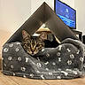 cat, tabby_cat, pet, animal, feline, indoor, cardboard_box, cat_house, blanket, gray_blanket, paw_prints, wood_floor, living_room, television, home, shelter, resting, looking_at_camera, portrait, cozy