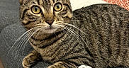 Gustave a rejoint le concours — aidez-le/la à gagner de superbes lots ! cat, tabby_cat, pet, animal, feline, striped_fur, yellow_eyes, whiskers, ears, lying_down, relaxed, alert, sofa, couch, cushions, indoor, living_room, fuzzy_toy, cozy, portrait