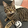 cat, tabby_cat, pet, animal, feline, striped_fur, yellow_eyes, whiskers, ears, lying_down, relaxed, alert, sofa, couch, cushions, indoor, living_room, fuzzy_toy, cozy, portrait