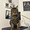alert, animal, cat, cat_tree, cute, decor, feline, framed_photos, furniture, green_eyes, home, indoor, pet, portrait, scratching_post, sitting, striped_fur, tabby_cat, wall, whiskers