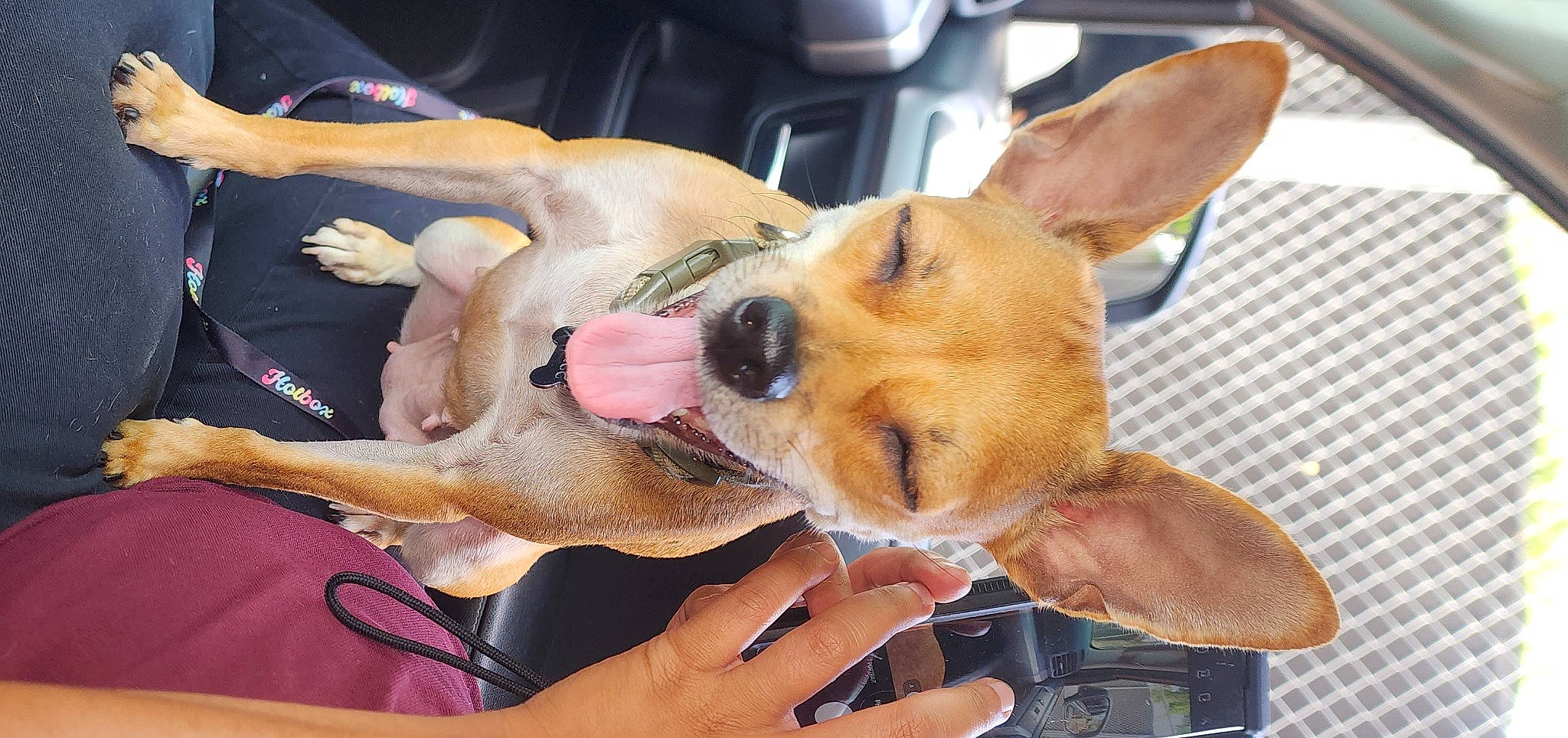 Lychee is registered to the contest to win money with this photo: canidae, carnivore, collar, companion_dog, dog, dog_breed, dog_collar, ear, eyewear, fawn, fur, gesture, guard_dog, nail, non_sporting_group, paw, snout, sporting_group, whiskers, working_animal